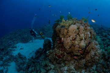 Fototapeta premium Female scuba diver exploring coral reef in the Red Sea, Egypt
