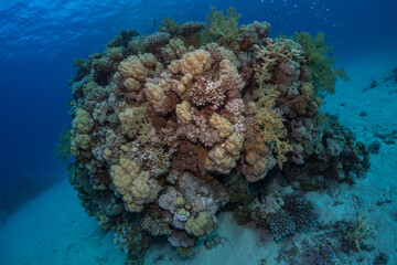 Naklejka na ściany i meble Coral reef fish in the Red Sea, Egypt