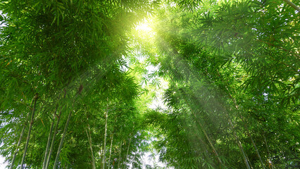Fototapeta na wymiar A group of green bamboos in the forest garden is lit by the golden sunlight, naturally beautiful.