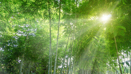 A group of green bamboos in the forest garden is lit by the golden sunlight, naturally beautiful.