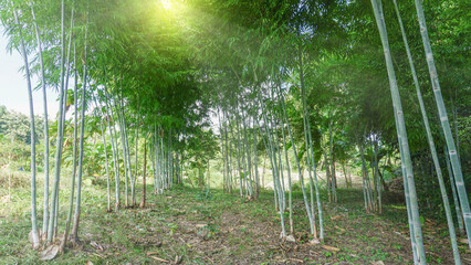 A group of green bamboos in the forest garden is lit by the golden sunlight, naturally beautiful.