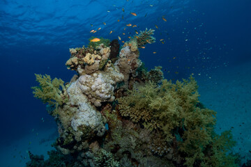 Coral reef fish in the Red Sea, Egypt