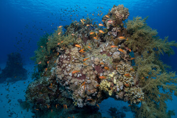 Coral reef fish in the Red Sea, Egypt
