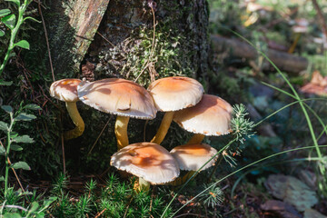 Idyllic and panoramic view of Czech Republic, National Park, Bohemian Switzerland, České Švýcarsko