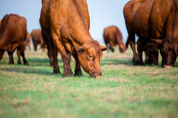 Group of cows outdoors in the field eating grass.