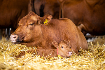 Newborn calf and mother cow lying down at the farm.