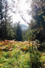 Idyllic and panoramic view of Czech Republic, National Park, Bohemian Switzerland, České Švýcarsko