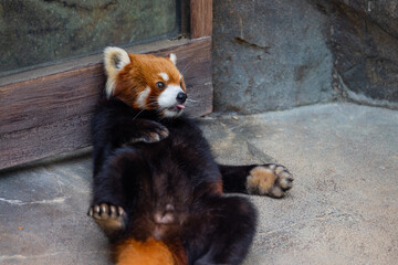 Red panda in the zoo park