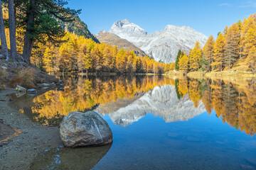Fototapeta na wymiar Herbstlicher Lärchenwald am Palpuognasee, Lai da Palpuogna, Albula-Alpen, Preda, Bergün, Graubünden, Schweiz