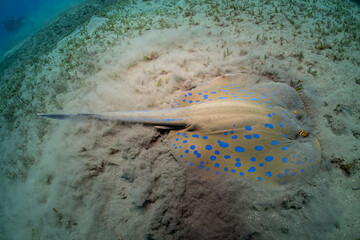 Blue spotted stingray on the sandy bottom in Egypt