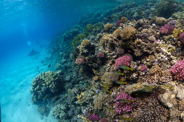 Fototapeta na wymiar Female scuba diver exploring coral reef in the Red Sea, Egypt