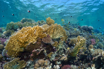 Coral reef fish in the Red Sea, Egypt