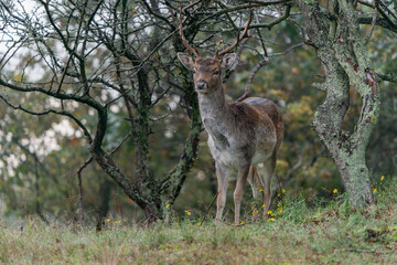 Naklejka na ściany i meble Male Fallow deer (Dama dama) in rutting season in the forest of Amsterdamse Waterleidingduinen in the Netherlands. Forest in the background. Wildlife in autumn. 