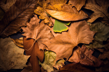 Pile of varied autumn leaves