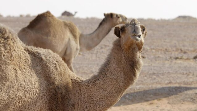 Camel In Desert Chewing And Looking Into Camera With Others Walking In The Background. - Slow Motion