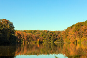 Trees with yellow leaves on a foggy river bank