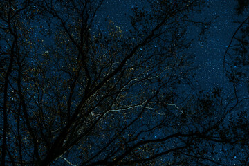 night sky. night starry sky in the forest