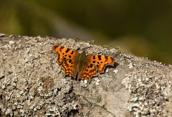 A Comma Butterfly, Polygonia c-album, sunning itself on a lichen covered branch