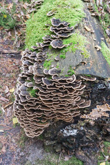 Idyllic and panoramic view of Czech Republic, National Park, Bohemian Switzerland, Česk&eacute; &Scaron;v&yacute;carsko