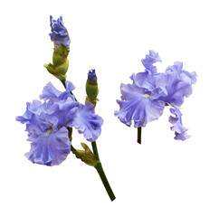 Set of purple iris flowers and buds isolated on white
