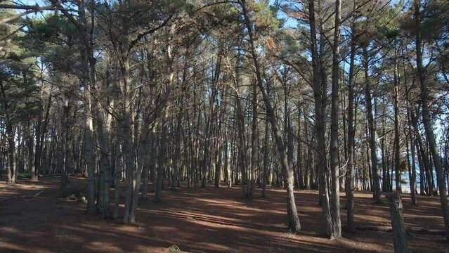Pine forest on a cinematic shoot with aerial drone on the beach of el Canelo on quinta regi&oacute;n de San Antonio, Algarrobo, Chile, backwards