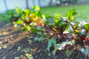 Beetroot with fresh leaves in the vegetable garden.