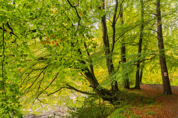 Fototapeta na wymiar Misty autumn woodland in Northumberland, UK