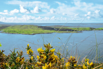 Ulex europaeus with Irish landscape in the background