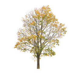 tree isolated on white background. single autumn tree isolated on white background.