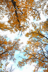 Autumn birch forest against the sky. Bright yellow leaves. bottom view. the tops of the trees. Season.