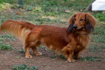 pet dogs competitions of skill and obedience