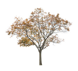 tree isolated on white background. single autumn tree isolated on white background.