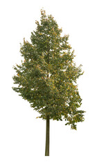 tree isolated on white background. single autumn tree isolated on white background.