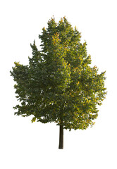 tree isolated on white background. single autumn tree isolated on white background.