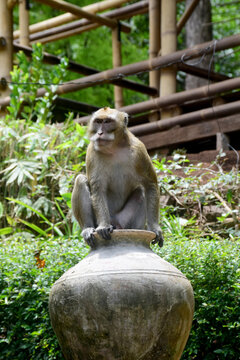 Isolated monkey photo full body
