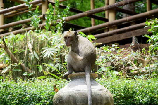 Isolated monkey photo full body