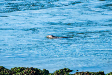 Freilebende Seehunde am Brouwersdam in Zeeland