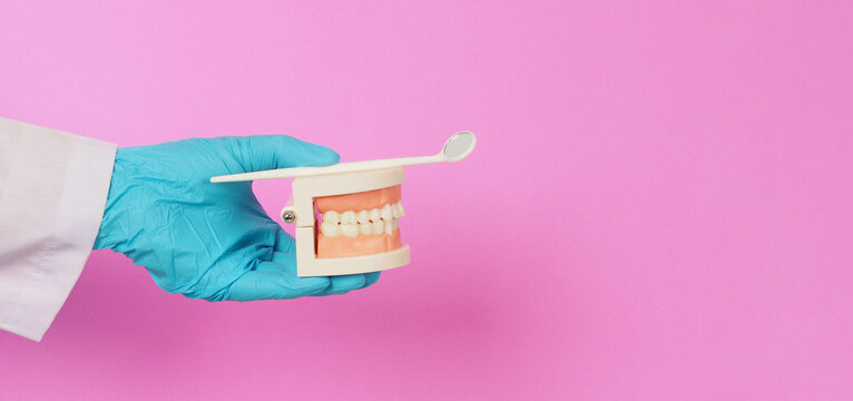 Hands of dentist is hold Orthodontic model of teeth and Dental mirror on pink background.Hand wear blue latex glove.