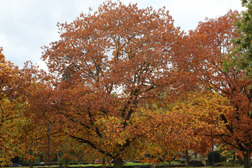 autumn trees in the park
