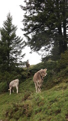 cows in the mountains