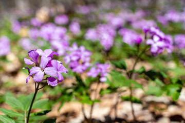 First spring forest flowers, Cardamine Dentaria bulbifera, selective focus. Purple and lilac forest flowers. Beautiful spring floral background