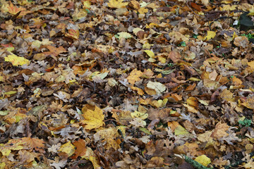 autumn leaves on the ground
