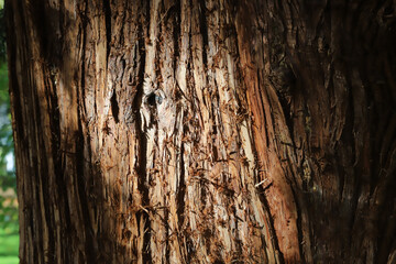 old wood texture
