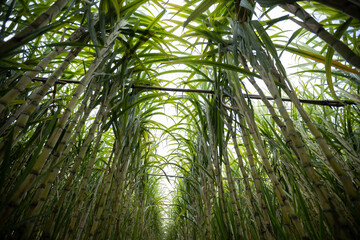 Obraz na płótnie Canvas Sugarcane field with plants growing