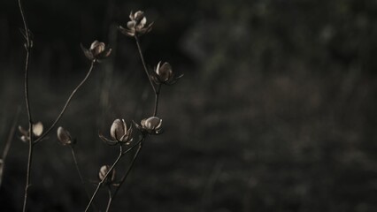 Closeup of flowers on the dark blurry background with copy space.