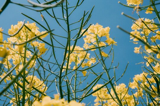 Closeup of rapeseed, brassica napus against the background of the blue sky.