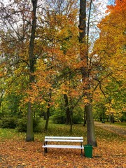 Fototapeta na wymiar Autumn forest and colourful trees in the park. Colourful leaves on trees and on the ground. Bench in the park in trees. Red, orange and yellow leaves and trees. Sunny day walking in the park. 