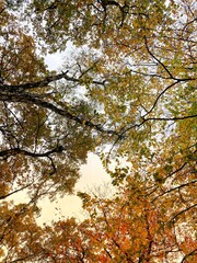 Autumn forest and colourful trees in the park. Colourful leaves on trees and on the ground. Bench in the park in trees. Red, orange and yellow leaves and trees. Sunny day walking in the park. 
