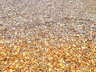 Autumn forest and colourful trees in the park. Colourful leaves on trees and on the ground. Bench in the park in trees. Red, orange and yellow leaves and trees. Sunny day walking in the park. 
