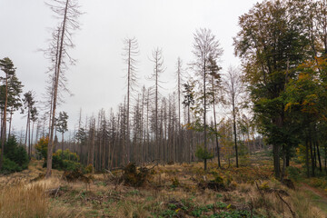 Forest after natural catastrophy, trees dying of bark beetles invasion and/or wildfire in Czech Republic, National Park, Bohemian Switzerland, České Švýcarsko